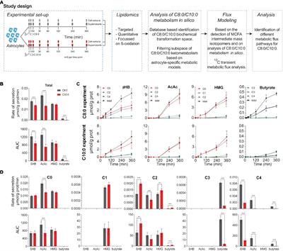 Differential Metabolism of Medium-Chain Fatty Acids in Differentiated Human-Induced Pluripotent Stem Cell-Derived Astrocytes